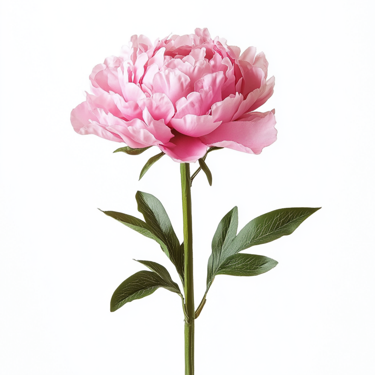 Pink Peony Botanical Print